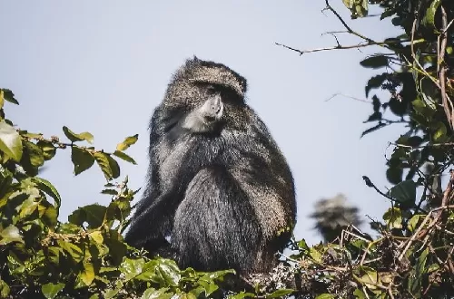 Arusha National Park