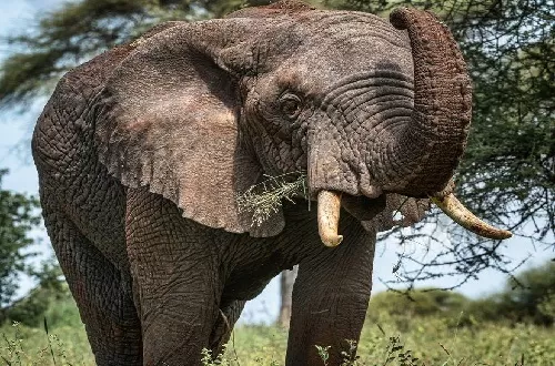 Ngorongoro Crater day trip safari