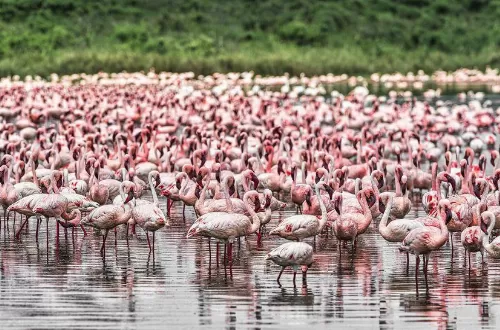 2-day safari tour to Lake Manyara and Ngorongoro