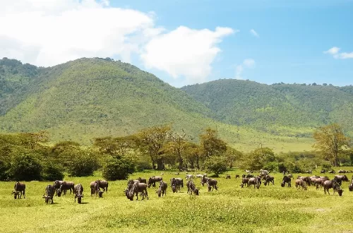 Ngorongoro Crater