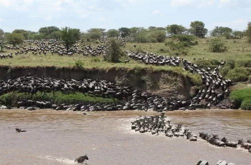 Serengeti wildebeest migration safari