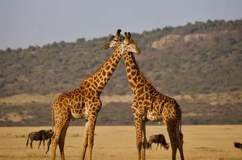 Tanzanian national parks 