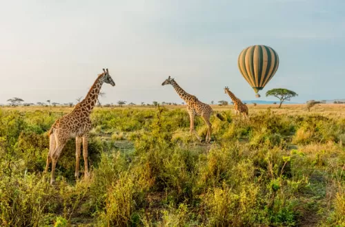 Tanzania safari and Zanzibar beach