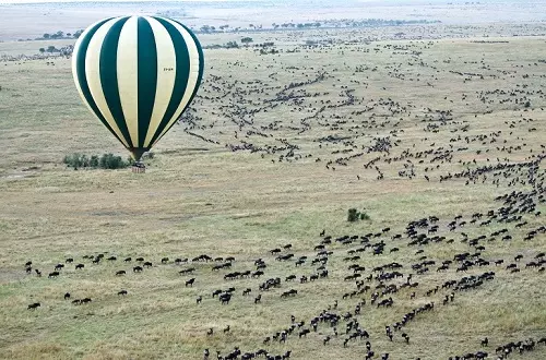 Tanzania safari - game drive