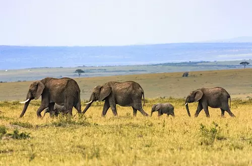 Tarangire National Park