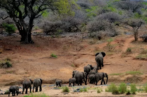 1-day safari tour to Tarangire National Park